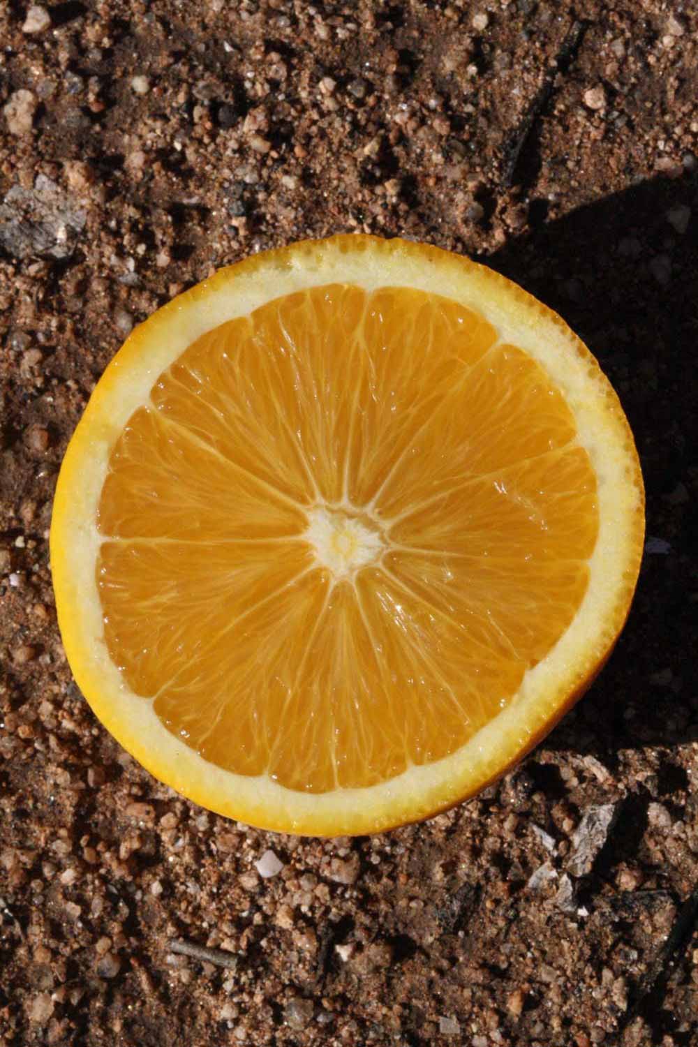              Fruit cross-section (Riverside, CA)       